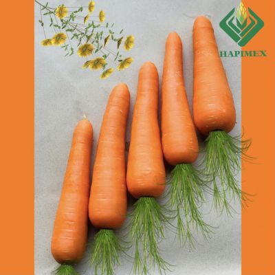 Cà rốt/ Carrot